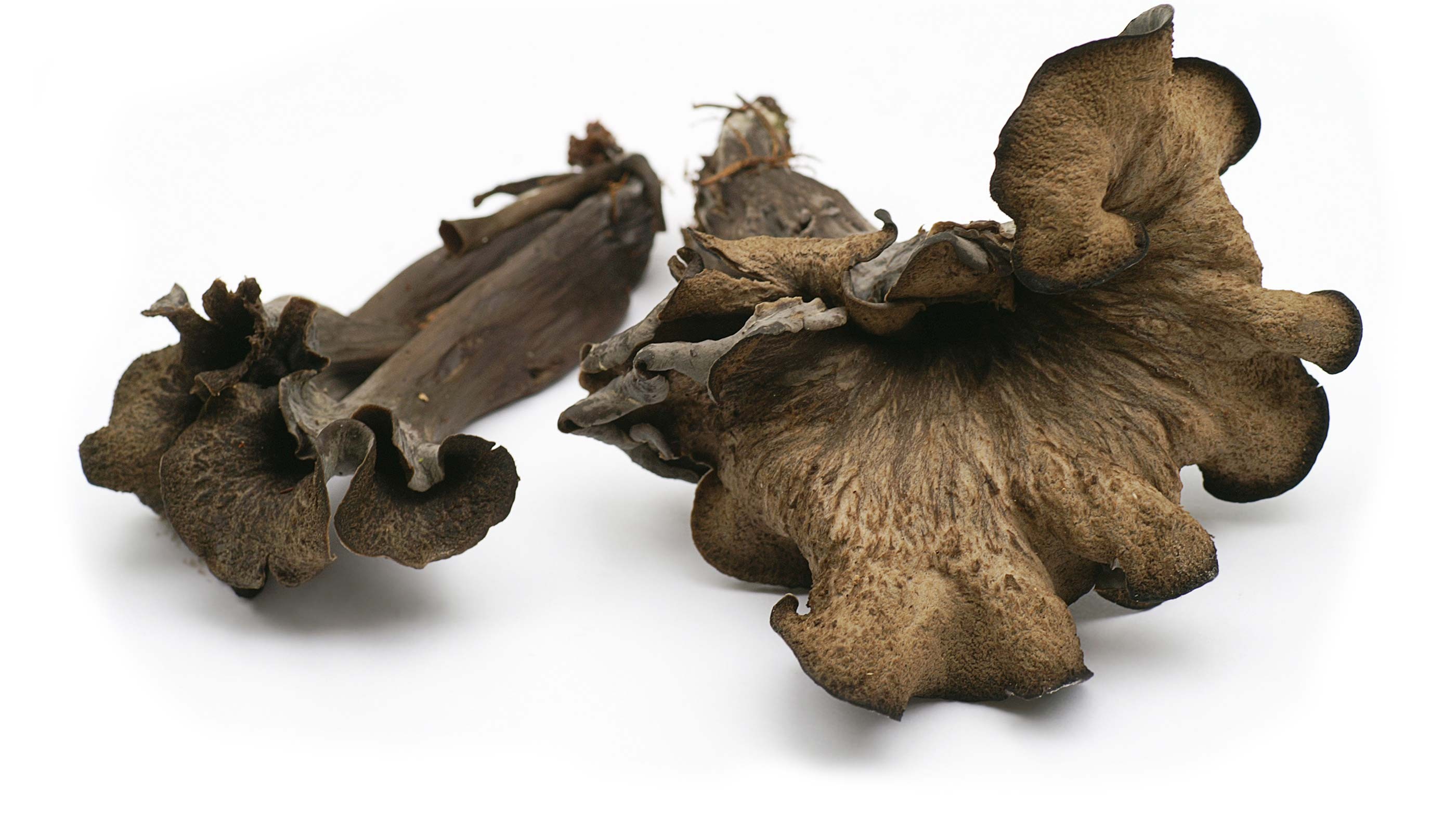 Wild Black Trumpet Mushrooms / lb